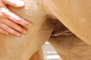 Spezielle Nadel zur Stimulation der Akupunkturpunkte bei der Pferde Akupunktur